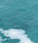 Dolphin Pod Plays At Bunda Cliffs