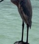 A Reddish Egret In Riviera Maya