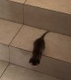 Kitten Hops Down the Stairs