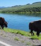 Bison Traffic Jam