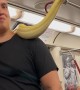 Man Takes Pet Snake On Toronto Train