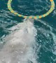Dolphin Shows Off Hula Hoop Skills