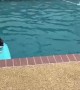 Boston Terrier Bops Ball From Pool Float