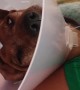 Comically Sedated Dachshund