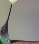 Sword Billed Hummingbird Sucking Nectar