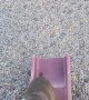 Dog Doesn't Understand Slides