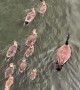 Goslings Go On Parade