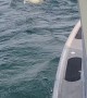 Boat Gets Close to a Swimming Polar Bear