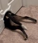 Houdini Dog Squeezes Through Cat Door