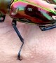 This incredibly shiny stag beetle is the biggest one in Australia