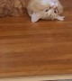 Orange Cat Looks For His Brain Cells