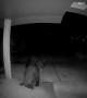 Ring Doorbell Captures Mating Bears