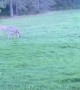 Cat Tries To Befriend Deer