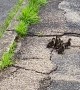 Orphaned Ducklings Helped Across Road
