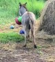 Donkey Loving The New Green Ball