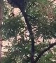 Python Removed From Barcelona Tree