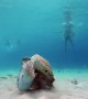 Sea Turtles Nibble On Discarded Shark Head