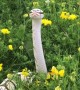 Beautiful Snake Enjoys the Flowers
