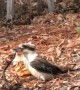 Kookaburra Takes Lunch To Go