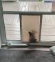 Corgi Puppy Tumbles Through Dog Door