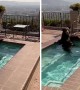 Bear Takes Dip In California Residential Pool To Escape The Heat
