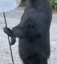 Bear Standing Eating From Bird Feeder