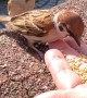 A Sparrow Shares Its Food