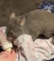 Toddler Plays With Pet Wombat