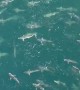 Sizeable Shiver of Sharks Spotted From an Oil Rig