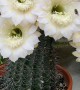 Blooming Cactus Time-Lapse