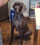 Great Dane Makes Great Catch With Her Head