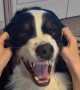 Dog Makes Funny Faces When His Cheeks Get Rubbed