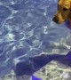 Dog Dives to Fetch Ball Out of Pool