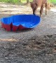 Horse Plays With Pool