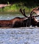 Moose Forages for Food Under Water