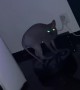 Cat Takes Ride on Vacuum
