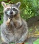 Raccoon Mom Has A Snack