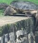 Snapping Turtle Climbs Out Of Pond