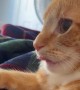 Orange Cat Sticks His Tongue Out