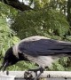 Male Crow Feeds Hungry Fledglings