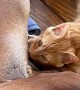 Kitty Cuddles With Doggy Friend