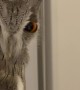 Owl Stare Down