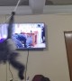 Pet Monkey Swings Around Room