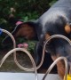 Pinscher Demonstrates Fine Motor Skills By Playing With a Children's Toy