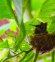 A Tiny Hummingbird Nest