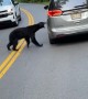 Bear Doesn't Like Cars