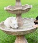 Husky Plays In The Fountain