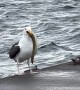 Seagull Swallows Whole Eel for Lunch
