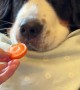 Pup Tastes a Carrot for the First Time