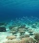Amazing video show the mesmerizing coral forest in the ocean 